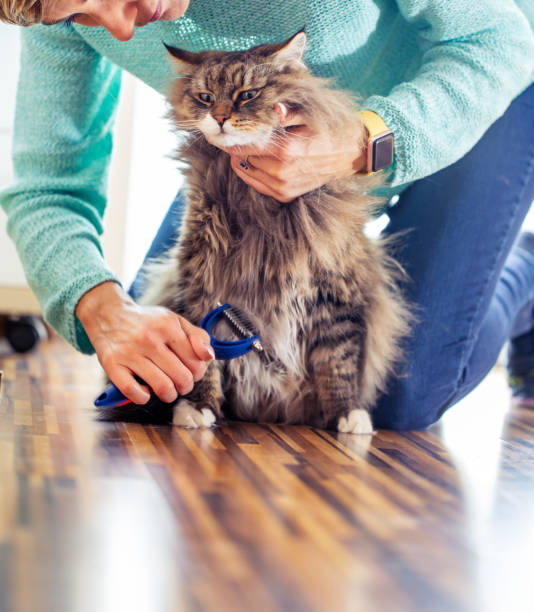 istock Pet Owner Brushing Her Siberian Cat 1140593462
