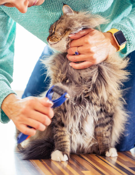 istock Female Pet Owner Brushing Her Siberian Cat 1140593469
