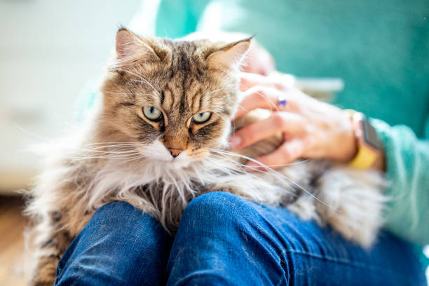 erwachsene frau strokelt sibirische katze in den schop - auf dem schoß stock-fotos und bilder