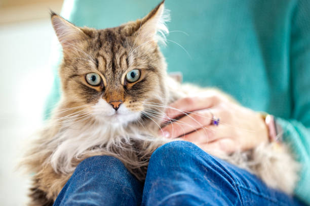 istock Siberian Cat Looking at Camera Fearfully 1140593480