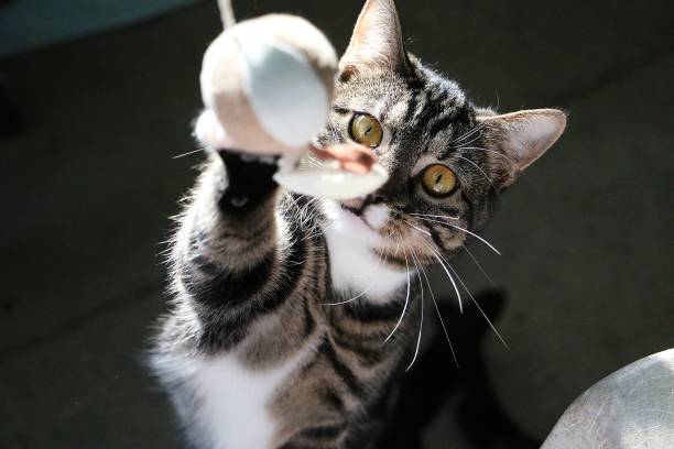 playing cat funny cat is playing with a flying ball grey cat white paws stock pictures, royalty-free photos & images