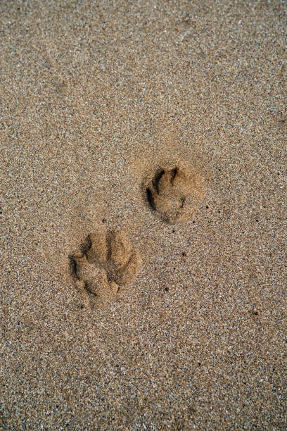 istock dog footprint in the sand 1140596119