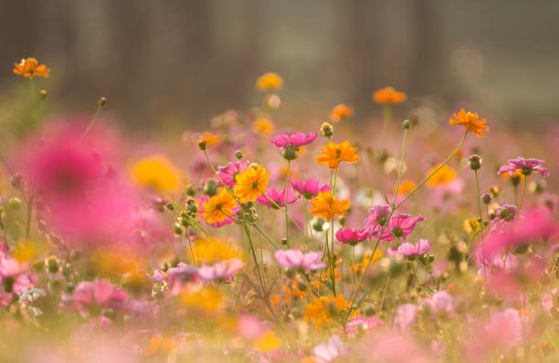 istock Vintage style cosmos flower and background 1140596261