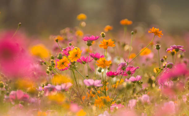 istock Vintage style cosmos flower and background 1140596270