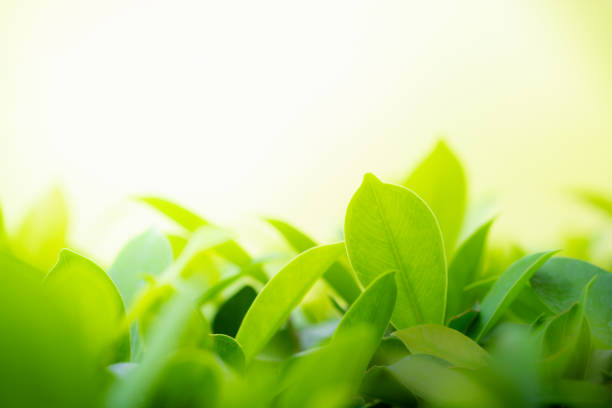 istock Closeup green leaf background for nature and freshness wallpaper 1140596457