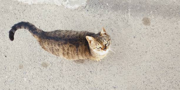 istock Cat on the street 1140596755