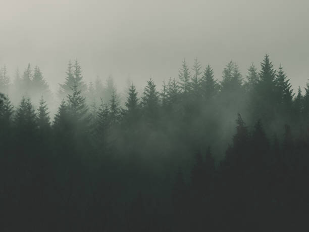 nature background with moody vintage forest stock photo