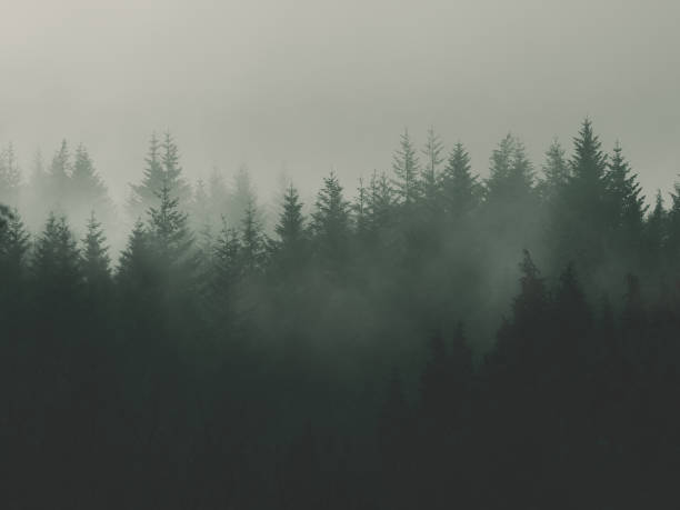 nature background with moody vintage forest - soft focus imagens e fotografias de stock