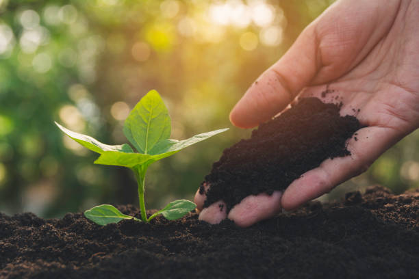 istock Seedling and plant growing in soil and copy space for insert text 1140598079