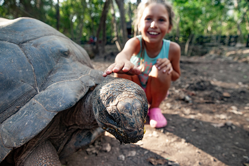 Young Girl Stroking Aldabra Tortoise.