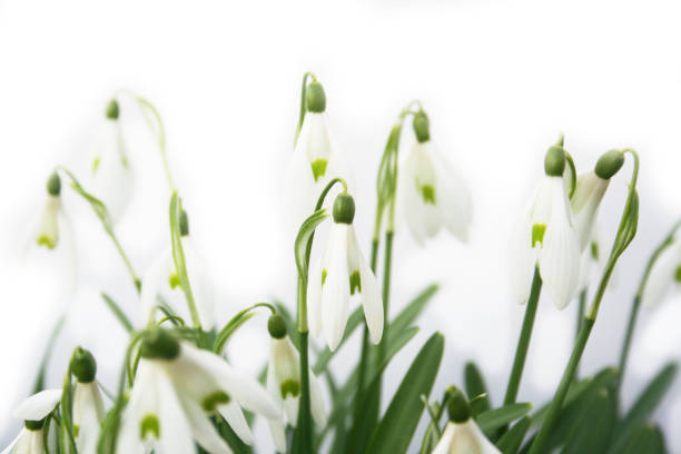istock Snowdrop flowers on white background with selective focus 1140598770