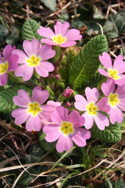 istock Pink primrose plant in bloom 1140601728