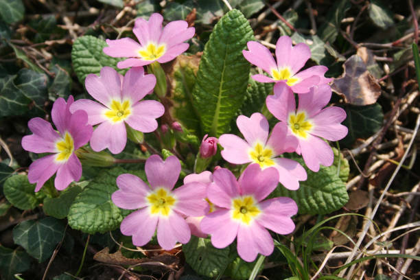 istock Pink primrose plant in bloom 1140602285