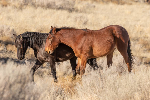 istock Wild Horses in Utah in Winter 1140602686