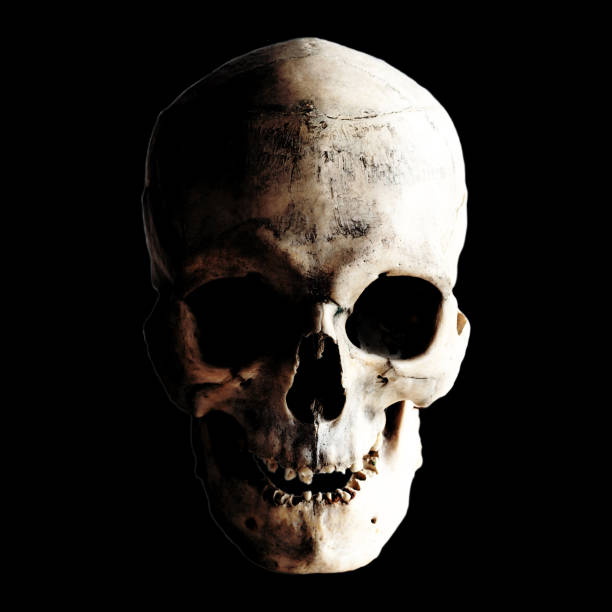 istock Contrast image of a real human skull on a dark background. Isolated on black. 1140602916