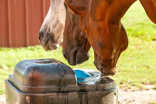 A horse waterer with the noses of white, bay, and chestnut horses ready to drink.