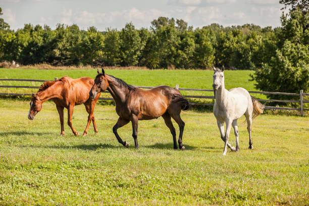 châtaigne, baie et chevaux blancs - paddock photos et images de collection