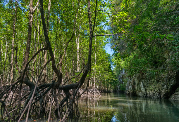 istock Mangroves in Krabi 1140606706