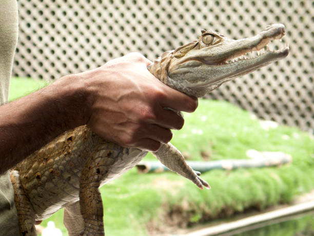 istock Reptile show displaying a Spectacled caiman (Caiman crocodilus) from South America 1140607190