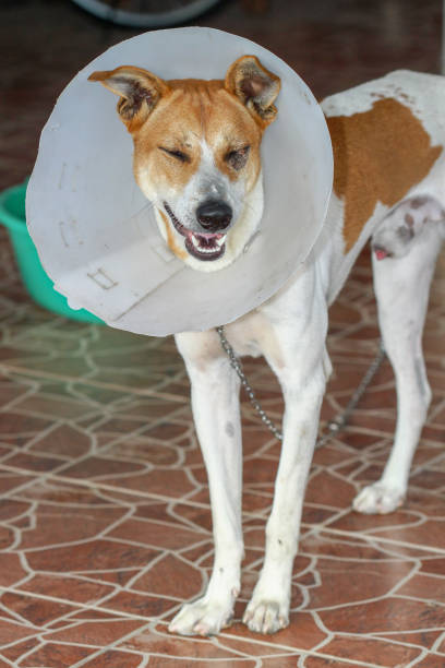 istock The dog put collar because Blepharitis 1140607832