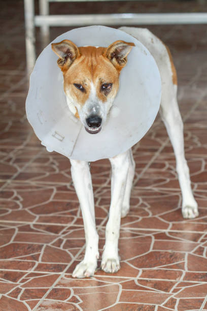 istock The dog put collar because Blepharitis 1140607850