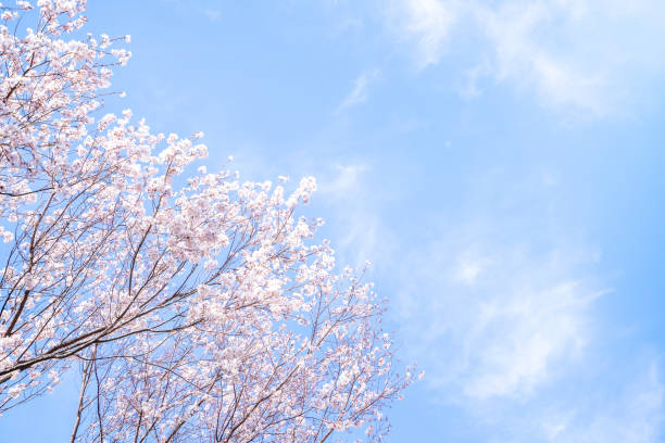 istock Beautiful yoshino cherry blossoms sakura (Prunus × yedoensis) tree bloom in spring in the park, copy space, close up, macro. 1140608309