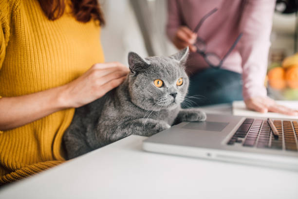 femmes retenant le chat par l’ordinateur portatif - senior adult independence lifestyles home interior photos et images de collection