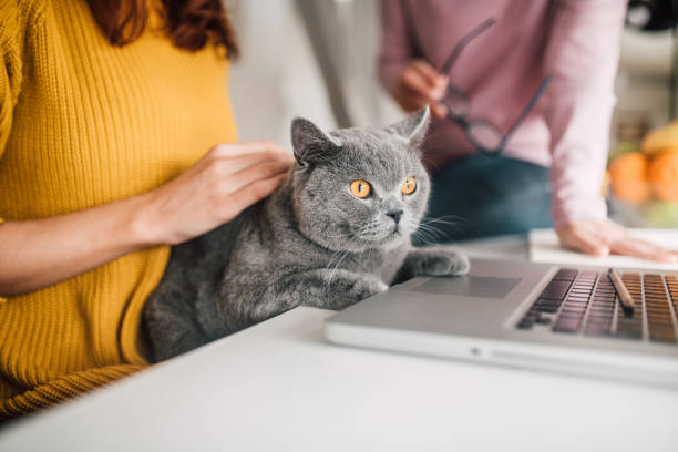 donne che tengono il gatto per laptop - senior adult independence lifestyles home interior foto e immagini stock