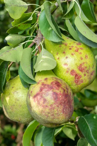 Photo of pear tree disease on leaves and fruits close up. Protection of the garden against fungus