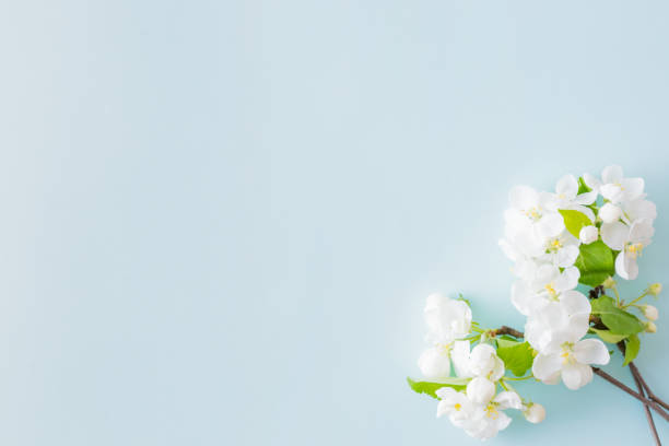 istock Flat lay composition with spring white flowers on a blue background 1140609474