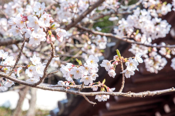 istock Beautiful yoshino cherry blossoms sakura (Prunus × yedoensis) tree bloom in spring in the park, copy space, close up, macro. 1140609889