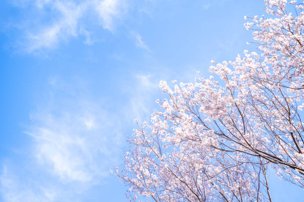 Beautiful yoshino cherry blossoms sakura (Prunus × yedoensis) tree bloom in spring in the park, copy space, close up, macro.
