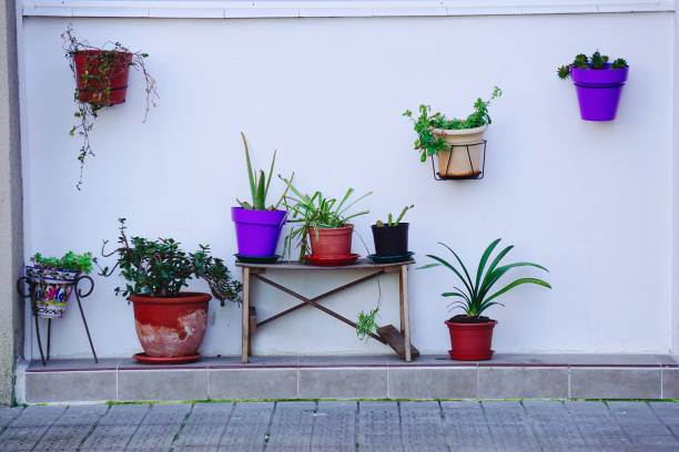istock plant an flower pot in the balcony 1140609998
