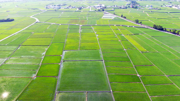 istock Taiwan Taitung Chihshang farmland scenery 1140610038