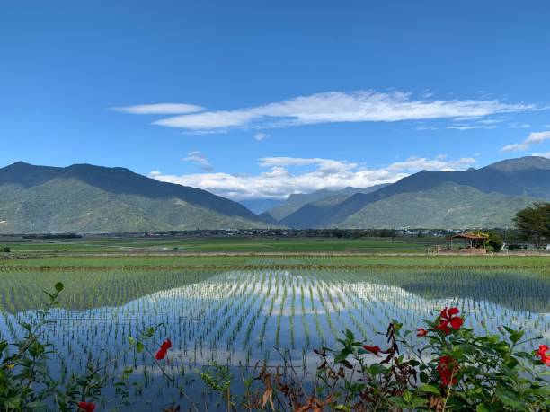 istock Taiwan Taitung Chishang farmland scenery 1140610041