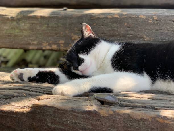 istock Lazy cat in the afternoon 1140610052