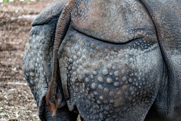 istock rhino back armor detail 1140611030