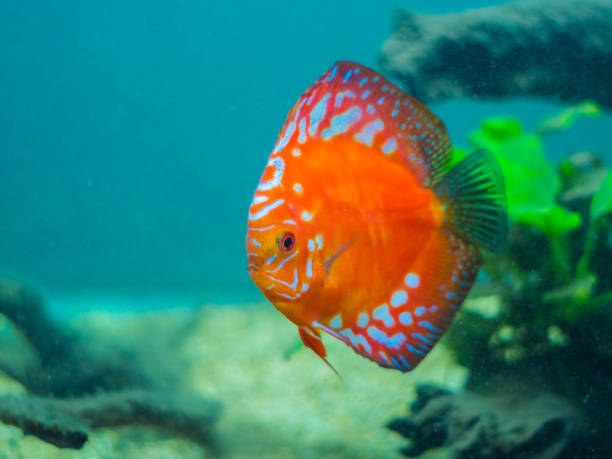 Orange discus Big Orange discus in an aquarium. pompadour fish stock pictures, royalty-free photos & images
