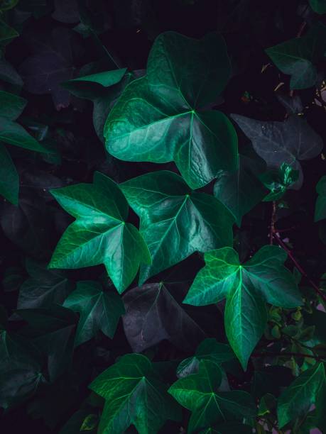 istock green plant leaves texture in springtime 1140611925