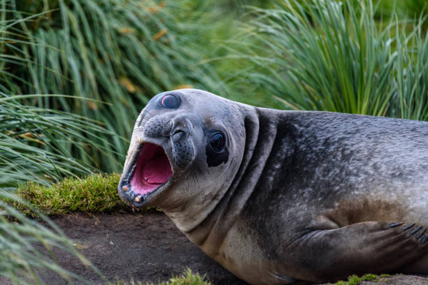 animais selvagens antárcticos bonitos - animal elephant seal seal yawning - fotografias e filmes do acervo