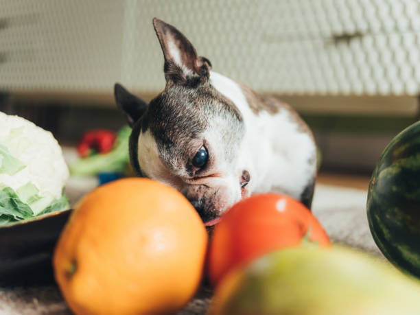 istock Cute dog playing with groceries 1140613267