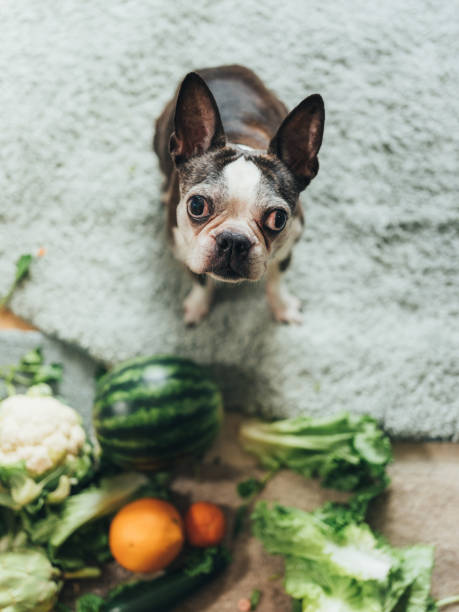 istock Cute dog playing with groceries 1140613465