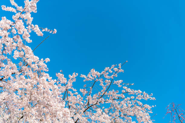 cherry blossom (sakura) avec des oiseaux sous le ciel bleu dans le parc à tokyo du japon. un bon endroit pour la vocation au printemps. - japanese culture landscape landscaped ornamental garden photos et images de collection