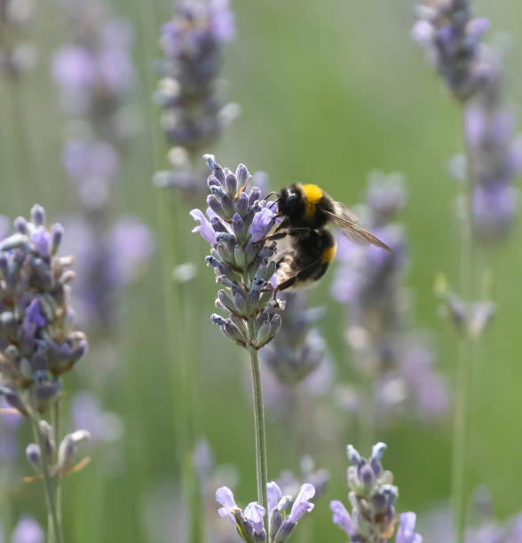 istock Wild bee feeds on lavender flower 1140613725