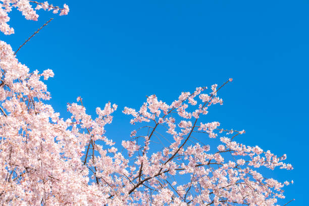 cherry blossom (sakura) with birds under the blue sky in the park in tokyo of japan. a good place for vocation in spring. - japanese culture landscape landscaped ornamental garden imagens e fotografias de stock