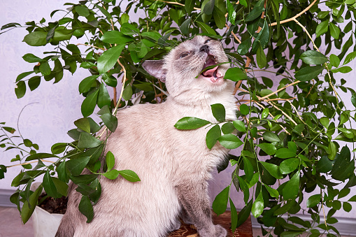 Funny cute young Siamese cat of dark gray color plays and eats green leaves of home indoor medicinal plant Muraya. Treatments and vitamins for domestic cats. Animals and plants at home.