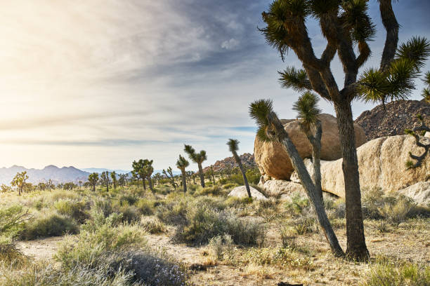 istock joshua tree national park nature and landscape 1140615324