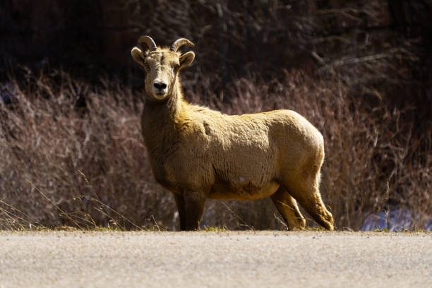 Portrait of a young male Bighorn sheep with little horns grazing on grass and leaves at the highway in the mountains in spring. Passing vehicle on the background.