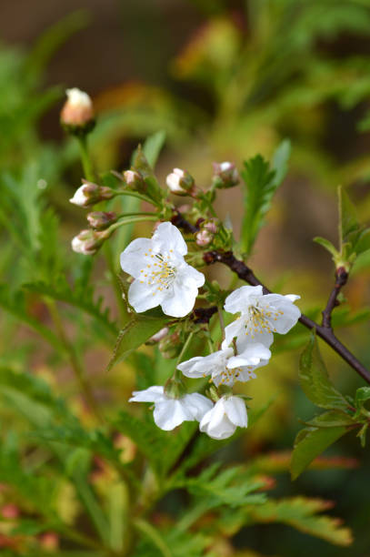 istock Close-up of White Cherry Blossoms, Nature, Macro 1140615692