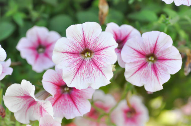 istock Petunia Hybrida or Petunia flower 1140615908